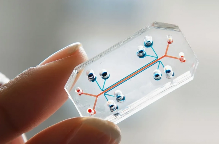 Ученые смогли создать искусственный зуб на чипе